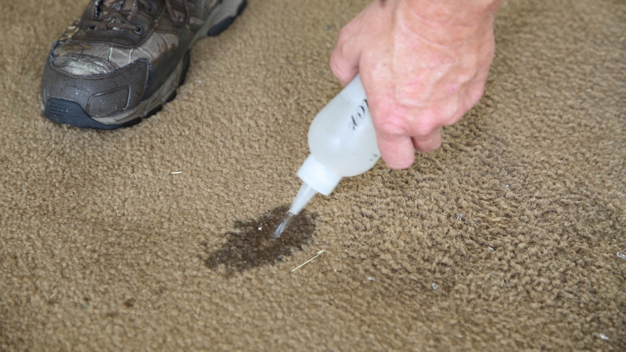 Can I Dye My Carpet? Angie's List